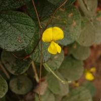 Cajanus rugosus (Wight & Arn.) Maesen